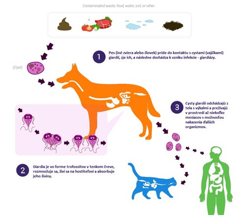 giardia u psov liecba