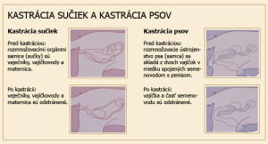 kastracia