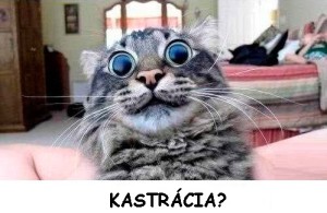 kastracia_kotov1