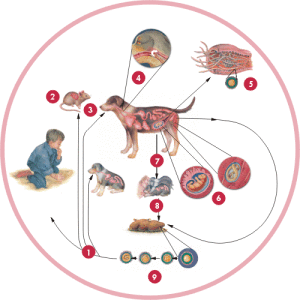 toxocara