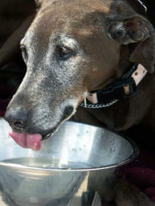 1358227182471_senior-dog