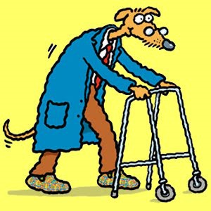 care-for-your-senior-dog