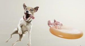 flatazor-prestige-senior-dog-food-frisbee-small-34342