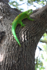 Phelsuma_madagascariensis_MS5655