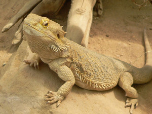 agama_vousata1