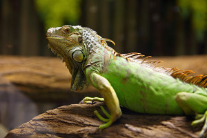 leguan-zeleny-1804