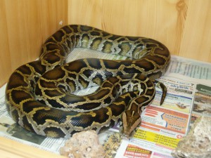 python_tmavy