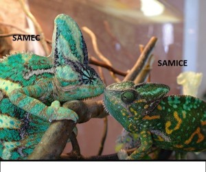 samec samica chameleona