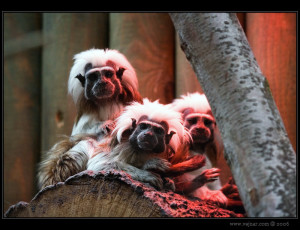 tamarin-pinci