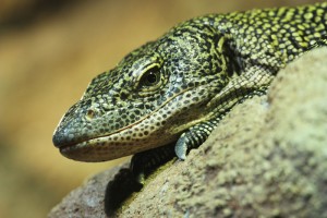 varan